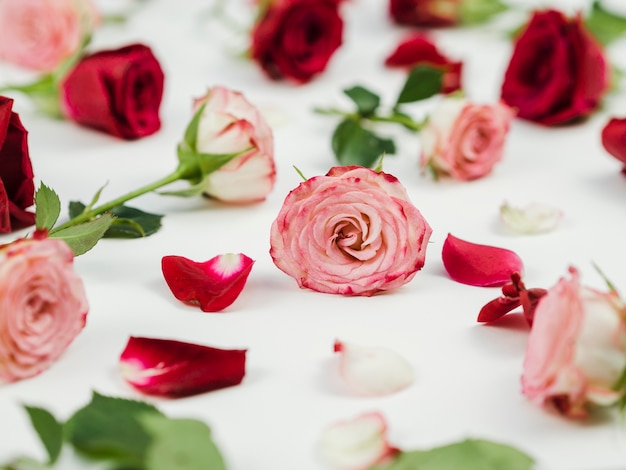 Gros plan de l'assortiment de roses romantiques