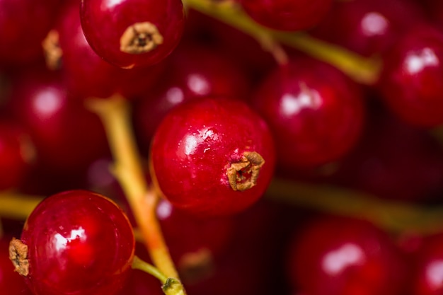 Photo gratuite gros plan de baies de groseilles rouges