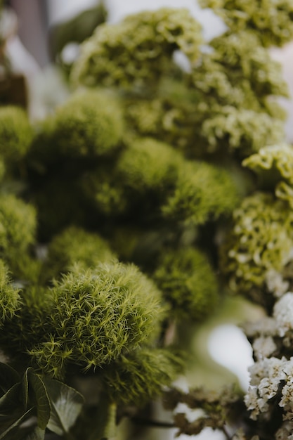 Gros plan de la balle verte dianthus