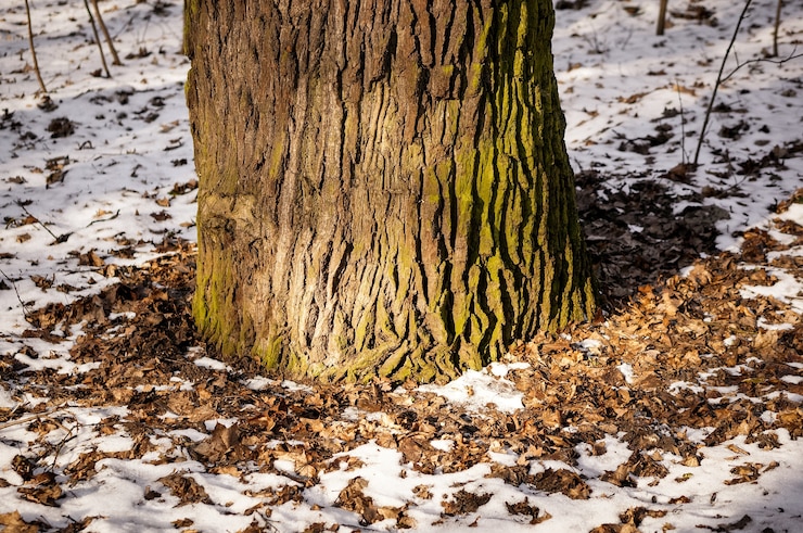 Photo gratuit gros plan de la base d'un arbre entouré de feuilles mortes et de neige