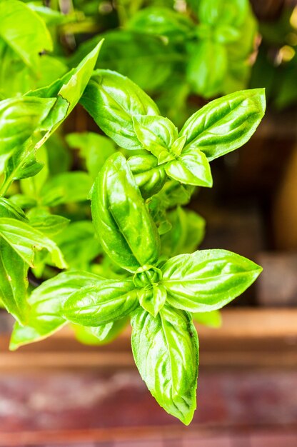 Gros plan d'un beau basilic vert sur un flou