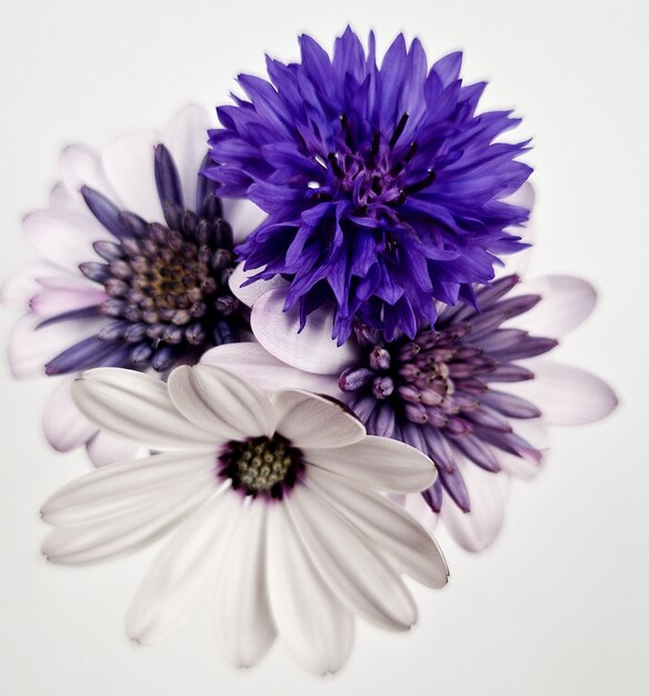 Gros plan d'un beau bouquet de fleurs isolé sur fond blanc