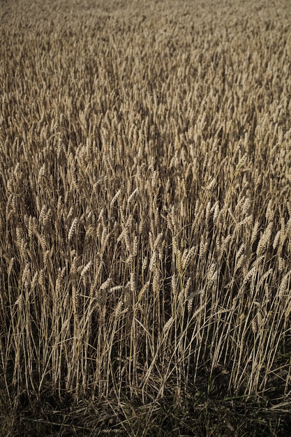 Gros plan d'un beau champ de blé et de récolte