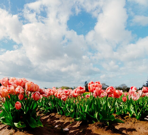 Gros plan d'un beau champ d'un champ de tulipes colorées lumineuses