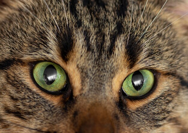 Gros plan beau chat aux yeux verts