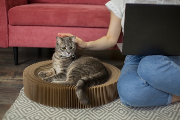 Gros plan sur un beau chat avec le propriétaire