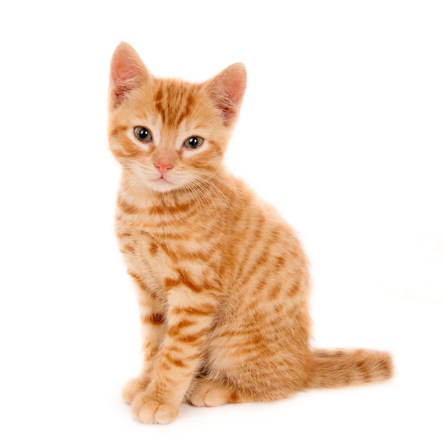Gros plan d'un beau chaton domestique au gingembre assis sur une surface blanche