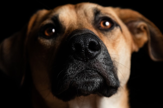 Gros plan d'un beau chien domestique brun sur une distance noire