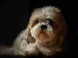Photo gratuite gros plan d'un beau chien shihpoo isolé sur fond noir