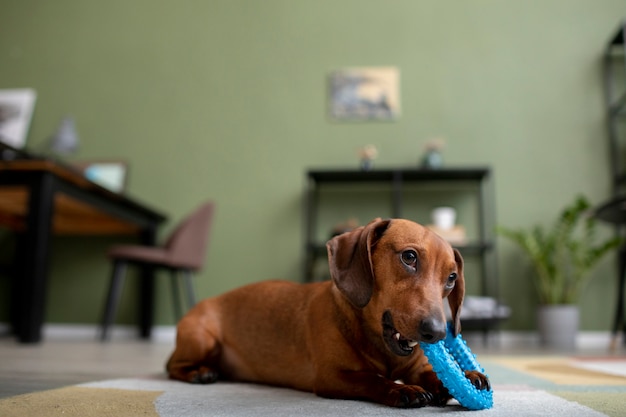 Gros plan sur un beau chien teckel avec un jouet à mâcher