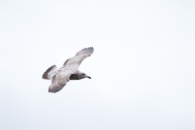 Gros plan d'un beau goéland marin juvénile battant contre un ciel blanc