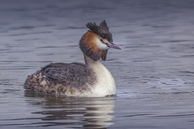 Gros plan d'un beau grèbe huppé se refroidissant dans l'eau