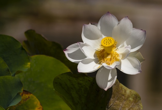 Gros plan d'un beau lotus sacré blanc