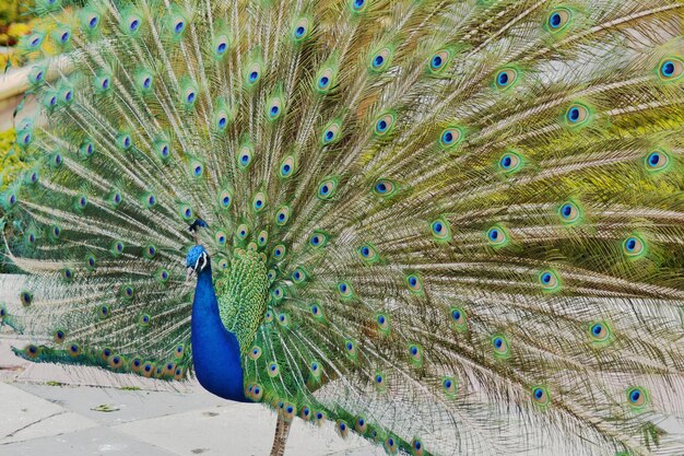 Gros plan d'un beau paon bleu avec une magnifique queue ouverte