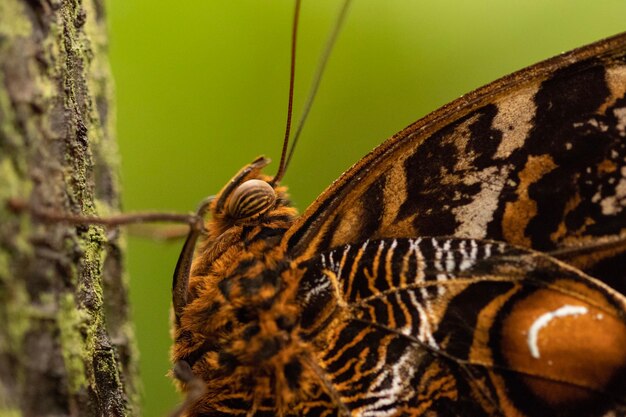Gros plan d'un beau papillon sur un arrière-plan flou