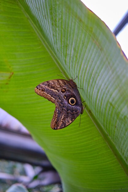 Gros plan d'un beau papillon assis sur une feuille de plante