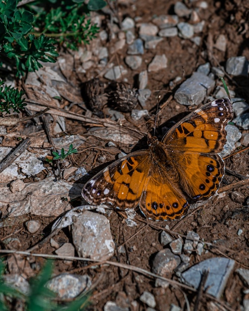 Gros plan d'un beau papillon sur le terrain