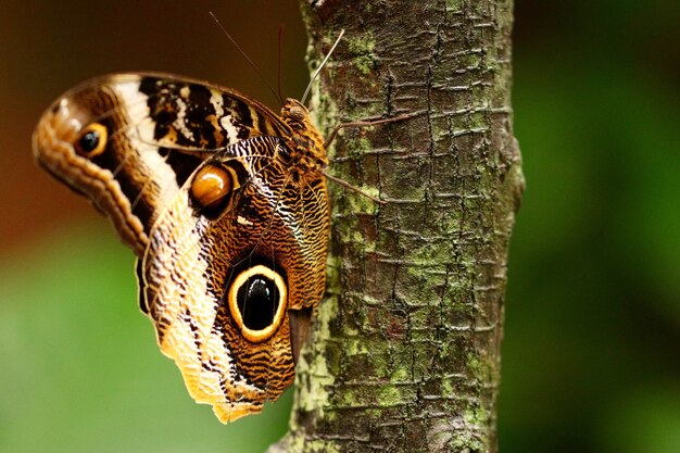 Gros plan d'un beau papillon