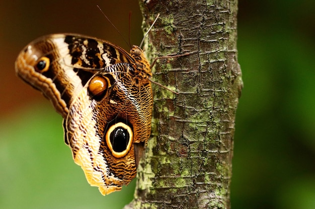 Gros plan d'un beau papillon