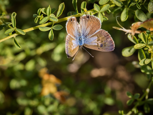 Gros plan d'un beau papillon