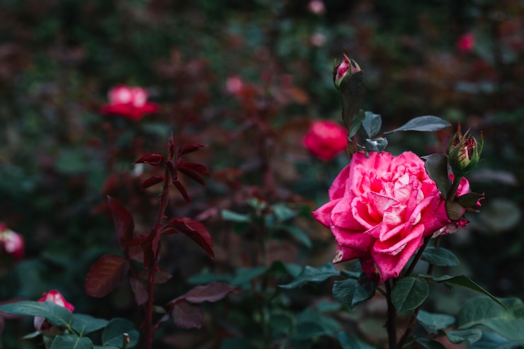 Photo gratuit gros plan, de, beau, rose rose