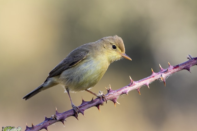 Gros plan d'un beau troglodyte jaune sur une branche épineuse contre un cadre flou