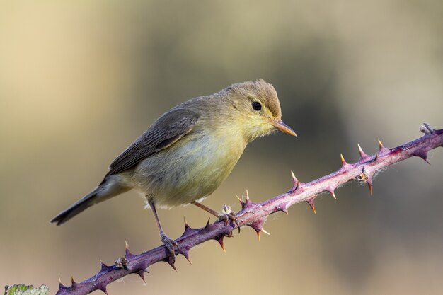 Gros plan d'un beau troglodyte jaune sur une branche épineuse contre un cadre flou