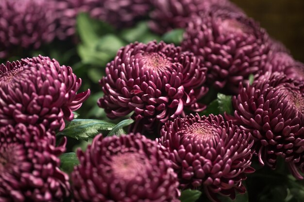 Gros plan de beaux chrysanthèmes