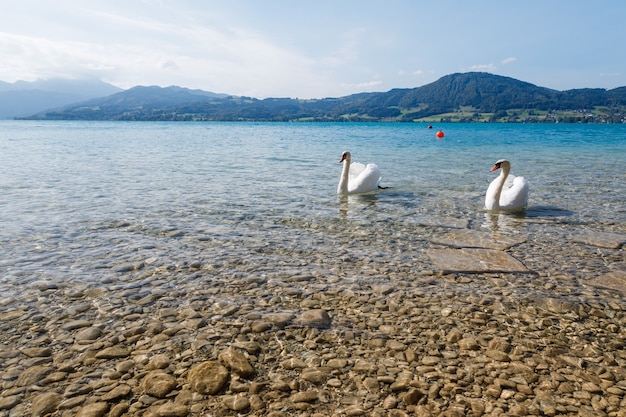 Photo gratuite gros plan de beaux cygnes blancs dans un lac par une journée ensoleillée