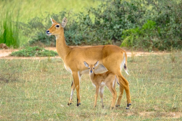 Photo gratuite gros plan d'un bébé cerf debout près de sa mère avec un arrière-plan naturel flou