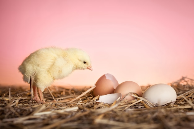 Photo gratuite gros plan de bébé poulet en paille