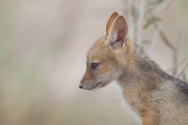 Gros plan d'un bébé renard véloce à la recherche au loin