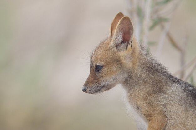 Gros plan d'un bébé renard véloce à la recherche au loin