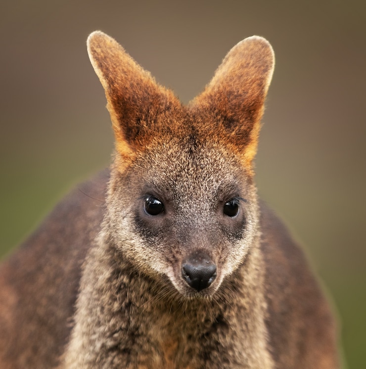 Photo gratuit gros plan d'un bébé wallaby avec un espace flou