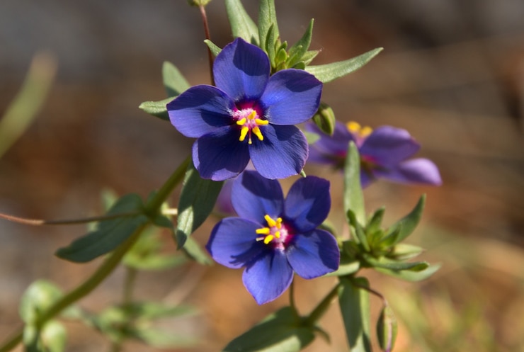 Photo gratuit gros plan de belle fleur de couleur indigo