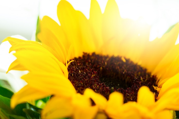 Gros plan de belle fleur jaune Gerber avec belle lumière du jour. Horizontal.