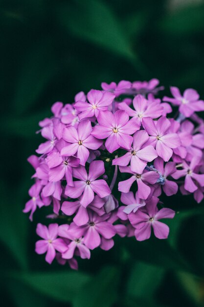 Gros plan de la belle fleur lilas