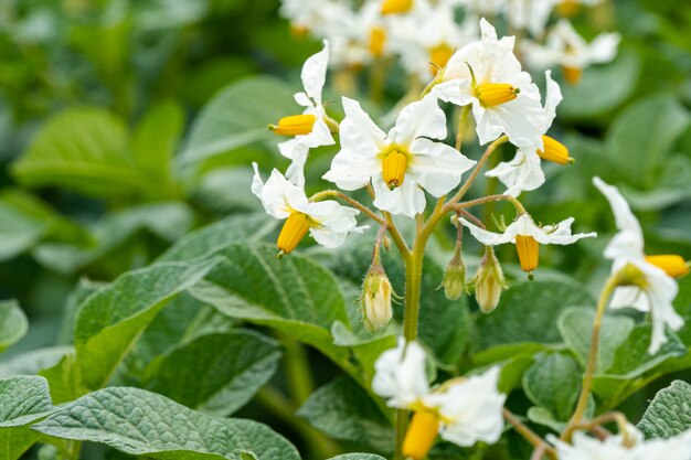 Gros plan de la belle fleur de lis fauve de Californie avec des feuilles vertes