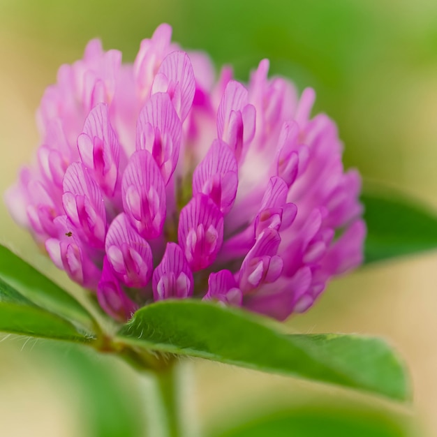 Gros plan d'une belle fleur sauvage qui fleurit dans un champ avec de la rosée du matin à gauche dessus