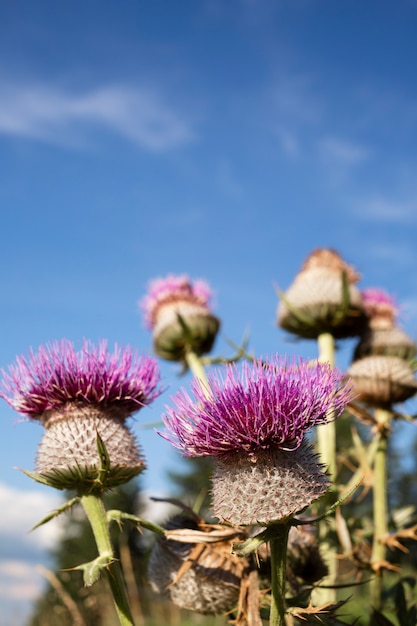 Gros plan de belle fleur sauvage