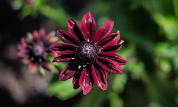 Gros plan d'une belle fleur de susan aux yeux noirs aux pétales violets