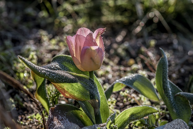 Gros plan d'une belle fleur de tulipe Sprenger rose dans un jardin