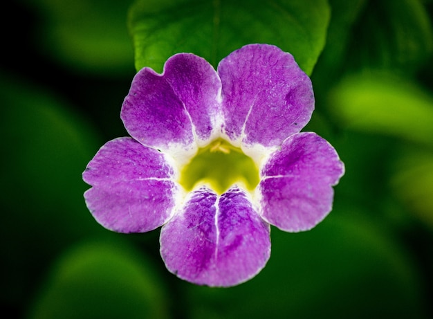 Gros plan d'une belle fleur violette