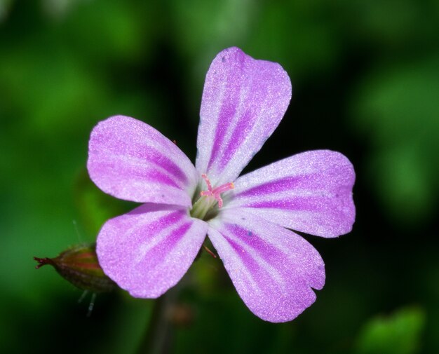 Gros plan d'une belle fleur violette