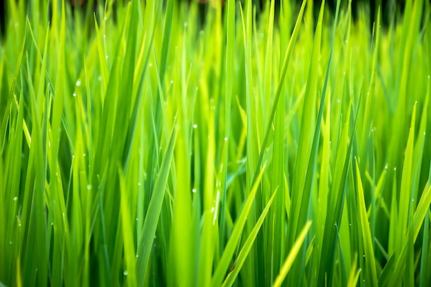Gros plan d'une belle herbe verte avec un arrière-plan flou