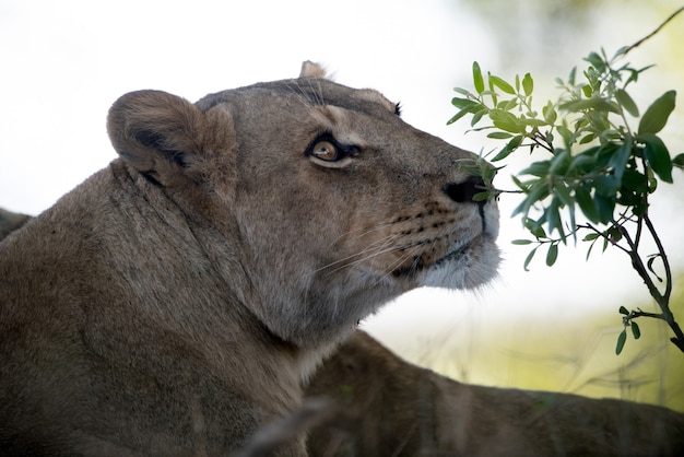 Gros plan d'une belle lionne