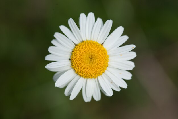 Gros plan d'une belle marguerite sous la lumière du soleil