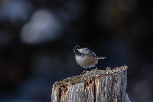 Photo gratuite gros plan d'une belle mésange carolina reposant sur le journal avec un arrière-plan flou