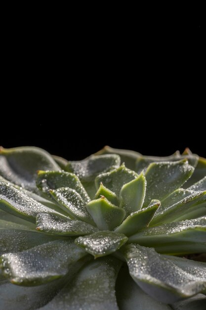 Gros plan, de, belle plante verte