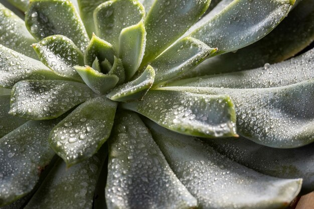 Gros plan, de, belle plante verte